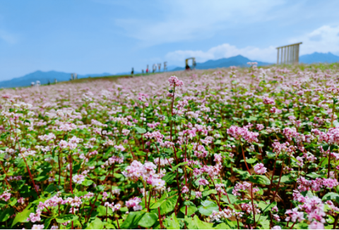 听!小荞麦唱响了致富歌