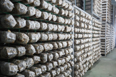 陕西德祥实业:菌菇撑起